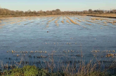 Taşkın sularının kapladığı tarım arazileri buz tuttu 