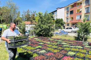 Taşköprü Belediyesi 70 bin çiçekle ilçeyi rengarenk yapacak 