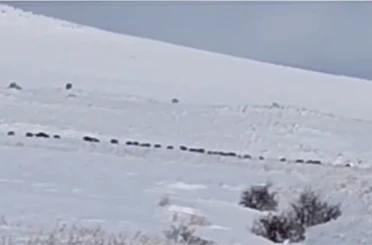 Tatvan kırsalında domuz sürüsü görüntülendi 