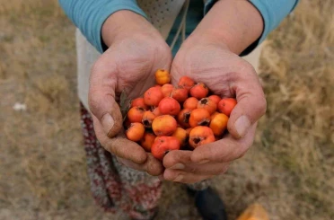 Tatvan’da alıç hasadı 