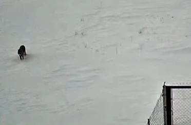 Tatvan’da kurt görüntülendi 