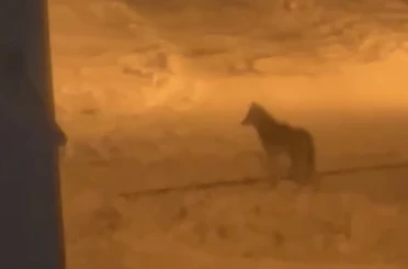 Tatvan’da şehir merkezine inen kurt görüntülendi 