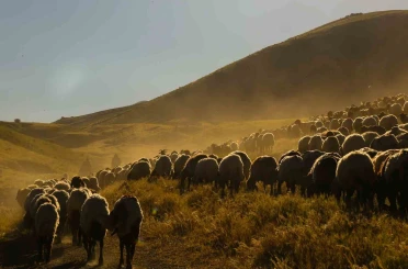 Tatvan’da sürülerin tozlu yayla yolculuğu eşsiz manzaralar oluşturdu 