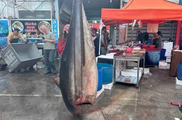 Tavşanlı balık pazarında dev orkinos balığına yoğun ilgi
