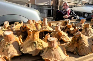 Tavşanlı pazarında mantar mesaisi 