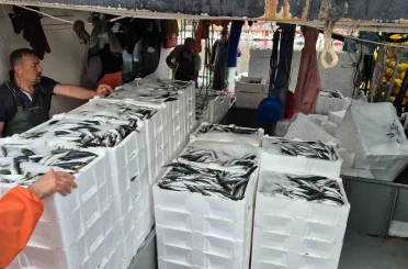 Tayfalar mutlu: Yüzlerce kasa balık yakalandı 