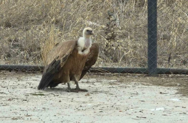 Tedavi edilen yaban kuşları özgürlüğe kanat çırpmaya hazır 