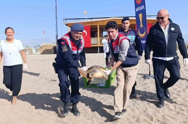 Tedavisi tamamlanan caretta caretta denizin maviliğine kulaç açtı