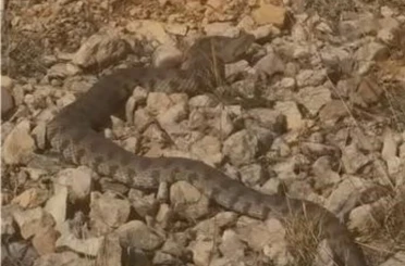 Tek ısırığı bir insanı öldürmeye yeten dev engerek yılanı görüntülendi 