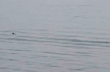 Tekirdağ açıklarında yunuslardan görsel şölen 