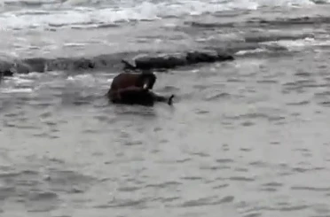 Tekirdağ kıyılarında su samuru görüntülendi 