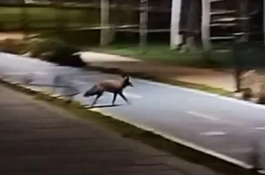 Tekirdağ sahilde tilki görüntülendi 