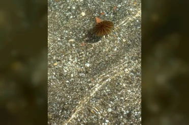 Tekirdağ sahilinde kahverengi pusula denizanaları görüldü 