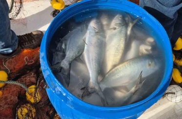 Tekirdağ’da ağlara takılan lüfer yüzleri güldürdü 