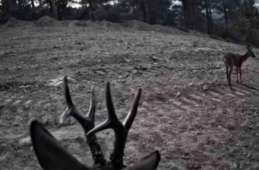 Tekirdağ’da fotokapanlara yansıyan karacalar görüntülendi 