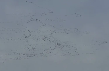 Tekirdağ’da gökyüzünde leylek şöleni