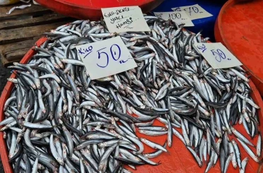 Tekirdağ’da hamsinin kilosu 50 liraya kadar düştü 
