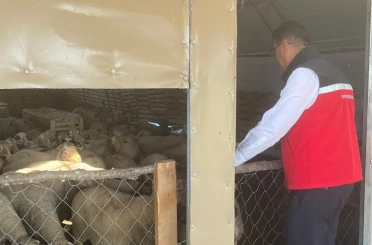 Tekirdağ’da hayvancılığa yakın takip 