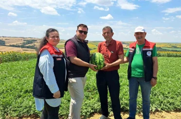 Tekirdağ’da ilk karpuz hasadı başladı 