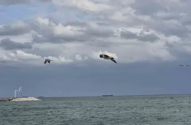 Tekirdağ’da ’kestane karası’ fırtınası
