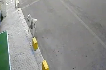 Tekirdağ’da mahallenin maskotu Yumak’a araba çarptı 