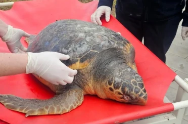 Tekirdağ’da ölü bulunan caretta caretta incelemeye alındı 