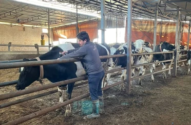 Tekirdağ’da şap aşısı çalışmaları aralıksız sürüyor 