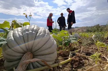 Tekirdağ’da tarladan sofraya bal kabağı mesaisi

