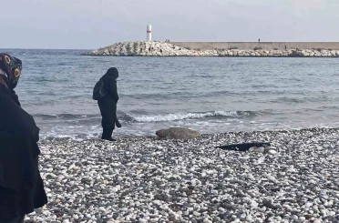 Telef olan caretta caretta halk plajına vurdu 