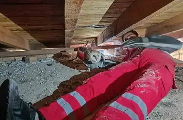 Telef olan eşinin başından ayrılmayan baykuş kurtarıldı