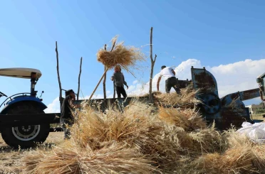 Tercan’da hububat tarlalarında hasat başladı 