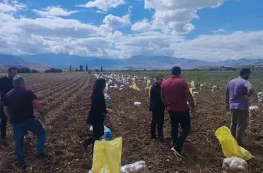 Tercan’da patates hasadı başladı
