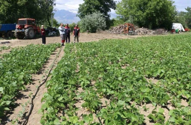Tescilli Işıl-24 kuru fasulyesinin üretimi sürüyor 