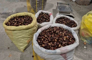 Tescilli lezzet pazara indi: Düzce’nin coğrafi işaretli "kuzu kestanesi" tezgahlardaki yerini aldı 