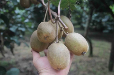 Tescilli Ordu kivisinde rekolte yarıya düştü 