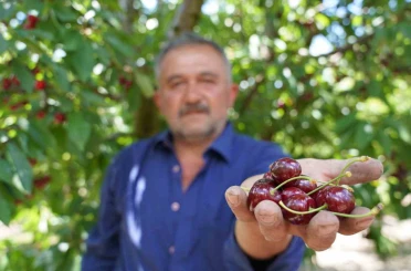 Tescilli Tokat kirazında hasat mesaisi başladı 