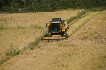 Tescilli Tosya pirincinin hasadı başladı 
