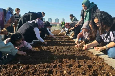 Tıbbi ve Aromatik Bitkiler Atölyesinde safran ekimi 
