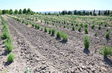 Tıbbi ve aromatik meyveler orman köylüsüne gelir kapısı oluyor 