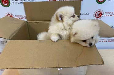 Ticaret Bakanlığı Gümrükler Muhafaza ekiplerinden yavru köpeklere yönelik kaçakçılık girişimine geçit yok 