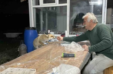 Tilki ailesi her akşam yemek için bağ evine geliyor