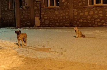 Tilki ile sokak köpeğinin dostluğu kameraya yansıdı
