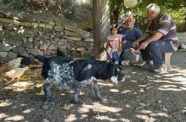 Tilkiler kümeslere dadandı, aileler gündüz nöbette