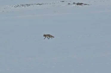 Tilkiler yol kenarında yiyecek aradı 