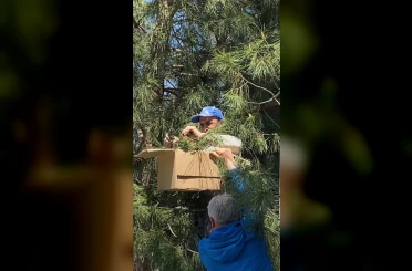 Tokat’ta ağaca oğul veren arıları ekipmansız topladı 