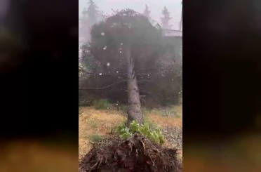 Tokat’ta fırtınada ağaçlar devrildi 