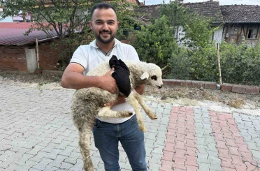 Tokat’ta sağlık personelinden yaralı kuzuya tam teşekküllü müdahale 
