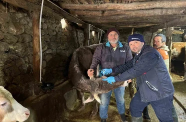 Tokat’ta şap hastalığına karşı yoğun mesai 