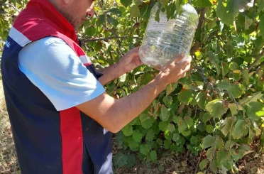 Tokat’ta ürün kayıplarını önlemek için feromon tuzakları devrede 