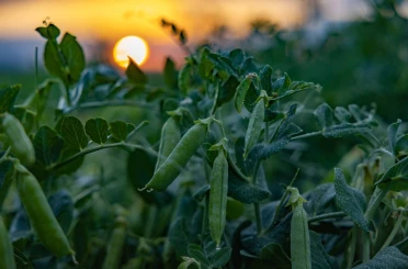 Toprağın bereketi SuperFresh’in ‘hasat’ıyla yılın 365 günü sofralarda 